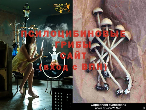 шишки Аркадак
